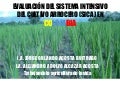 1168 EVALUACIÓN DEL SISTEMA INTENSIVO DEL CULTIVO ARROCERO (SICA) EN COLOMBIA