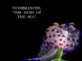 Nudibranchs,The Gems of the Sea
