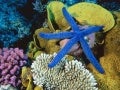 Colors Under Sea