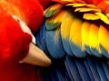 Colors that enchant