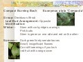 Compact burning bush show