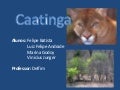 Caatinga