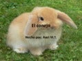 Conejos