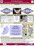 Bats and rodents as a source of emerging human disease in Kenya