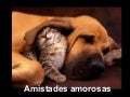 Amigos/Copains