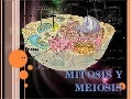 Copia de mitosis y meiosis
