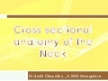 Anatomy of neck spaces and levels of cervical