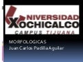 Cuello