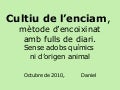 Cultiu de l’enciam. pps
