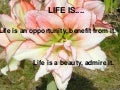Life Is...