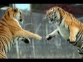 Cute and Funny Animals