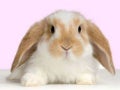 Beautiful Bunnies