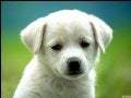 Cute Animals