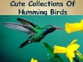 Cute Collections of Humming Birds