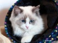 Cute Kittens ( Nikos)