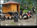 Cute pandas!