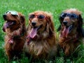 Cute Puppies