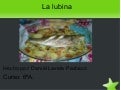 Lubina