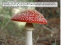 If machiavelli and montaigne grew mushrooms