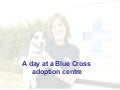 The Blue Cross - Day At An Adoption Centre