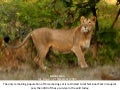 A Photo Journey thro the Jungles of India with KALYAN VARMA