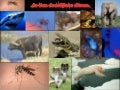 De 10 dodelijkste dieren van de wereld