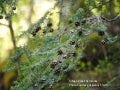 Winter Scenes on Freshwater Land Trust Preserves 