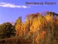 Deciduous Forest