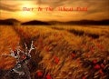 Deer In The Wheat Field
