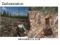 Deforestation (1)