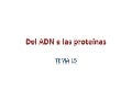 Del ADN a las proteínas