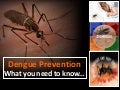 Dengue Prevention - What You Need To Know