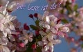 Der lenz ist da- Spring