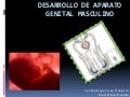 Desarrollo De Aparato Genital Masculino(1)