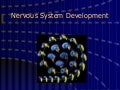 Development
