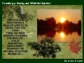 "Creating a Backyard Wildlife Habitat" by Diane Knight