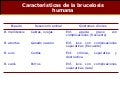 Diapositivas Tema 16. GéNero Brucella. GéNero Legionella
