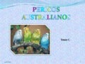 periquitos