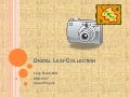Digital leaf collection