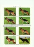 Addestramento cani - Dimorfismo sessuale