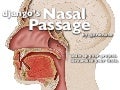 Django’s nasal passage