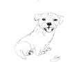 Dog ellie