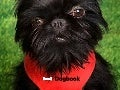 Dogbook Presentation at DigiDay NY