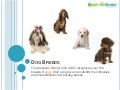 Dog breeds | Most popular Dog breeds