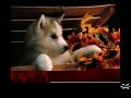 Dogs And Pups