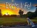 Dog's life! (v.m.)