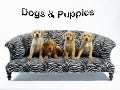 Dogs&Puppies