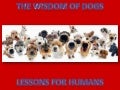 Dog Wisdom