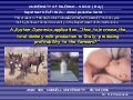 Donkey Milk