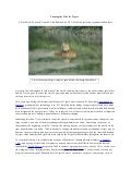 Turning the Tide for Tigers 